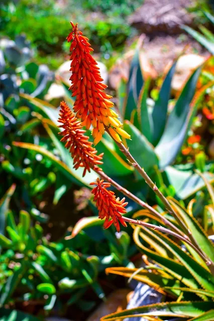 Centro Estético Aloe